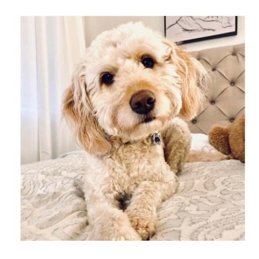 Meet your Posher, Haley
